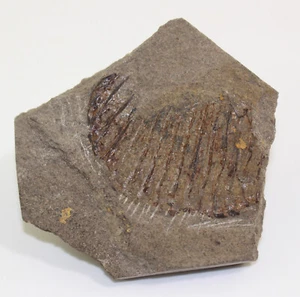 Pesce, Tetragonolepis semicinctus, Giura, Toarc, Scandelah, Germania -a831 - Foto 1 di 4