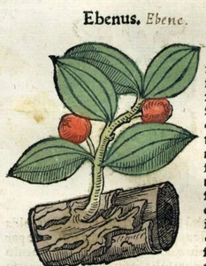 Gravure estampe illustration plante bois botanique LA ROSE et ROSIER, L’ÉBÈNE. - Picture 1 of 4