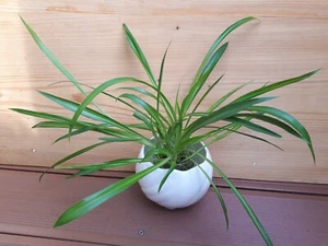 Grünlilie Chlorophytum bewurzelte Ableger 5 Stück ca. 30cm hoch - Bild 1 von 3