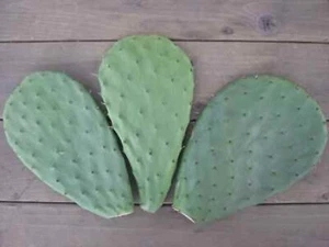 3 prickly pear cactus pads - Picture 1 of 6