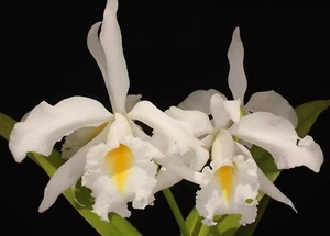 Cattleya Eva's Fábula Cafetera BS Orchid Plant in 3.5" Pot - Picture 1 of 7