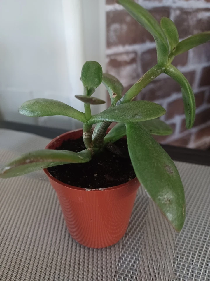  Planta de jade (inicio) en maceta de 3 pulgadas   Foto 1 de 1