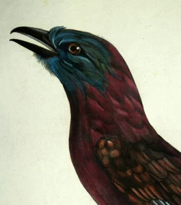ROLLIER A VENTRE BLEU gravure planche estampe OISEAU DE BARRABAND LE VAILLANT - Imagen 1 de 3
