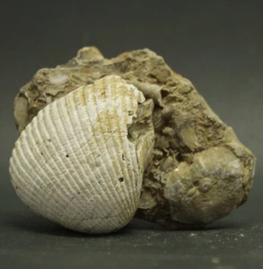 268GR  Natural Matrix Bivalvia Rough Pelecypoda Fossil Sea Shell Indonesia - Picture 1 of 9