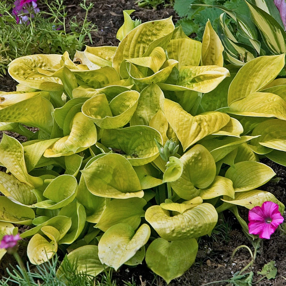 hosta Maui Buttercups.  LIVE PLANT. Stunning. Shipped trimmed. - Image 1 of 1