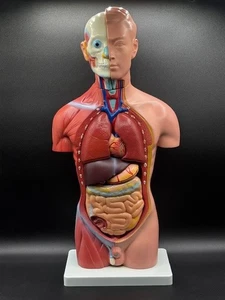 Menschliches Körpermodell 3D Torso Körper Mann Anatomie Größe: 44cm - Bild 1 von 8