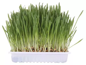 Trixie Cat Grass Barley Seed Bowl - Approx 100g - Grow Your Own - Picture 1 of 2
