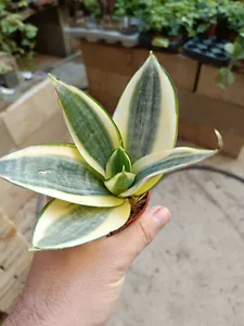 Sansevieria hahnii MINI Golden Purifying Houseplant Ø6 - Picture 1 of 4