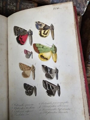 1870 ENTOMOLOGICAL FAUNA LEPIDOPTERA – DESCRIPTIONS OF ALL BUTTERFLIES Engraved - Image 1 of 4