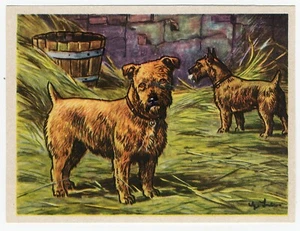 Norfolk Terrier 1952 Dog Art Print Austria Tobacco Company Kamerad Hund Card - Picture 1 of 1