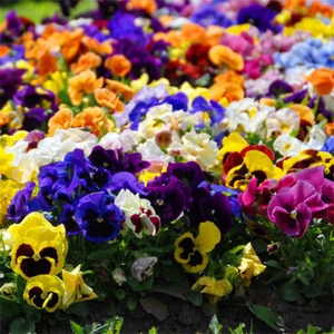 500 Multicolor Pansy Seeds Winter Cold-Resistant Iris Balcony Courtyard Flowers - Picture 1 of 41