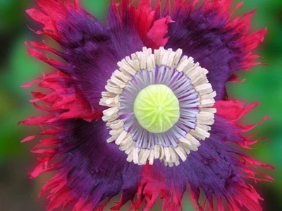 2.000 Drama Queen Poppy Seeds P. Somniferum Giant Frilly Reds&Purples Breadseed - Image 1 of 4
