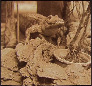 Glass Magic Lantern Slide CROCODILE AT THE ZOO C1910 PHOTO - Picture 1 of 2