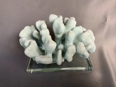Seafoam Cat’s Paw Coral Sculpture on Beveled Glass Base - Image 1 of 4
