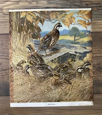 LYNN BOGUE HUNT - Estampado Du Pont 1917 de colección - Bob-White Codorniz Upland Bird Foto 1 de 4