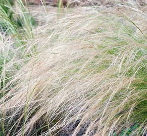 Stipa Tenuissima 'Ponytails' set of three 9cm grass plants - Picture 1 of 5