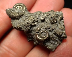 Vollpyrit Multi-Ammonit Fossil (35mm) Jurassic Coast Fossilien UK Kurios Antik - Bild 1 von 7