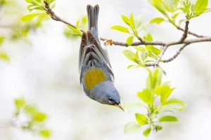 Northern Parula por Jim Cumming Fotografía Giclee Impresión Envío Gratis - Imagen 1 de 3