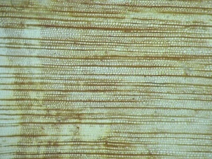 Devonian Callixylon oldest known wood fossil THIN SECTION Oklahoma good cells - Foto 1 di 3