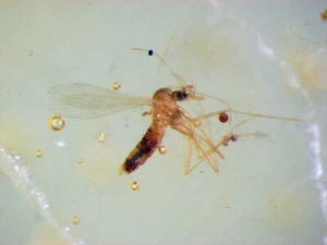 Pliocene Amber from Africa, fossil insect inclusion - mosquito flies #218 - Imagen 1 de 5