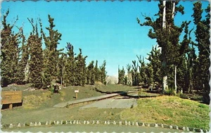Volcanoes National Park Hawaii Postcard 66040 Unposted - Imagen 1 de 2