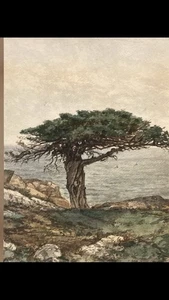 Monterey Zypresse um 1900 Monogramm Gemälde Mystery Künstler Schönheit - Bild 1 von 15