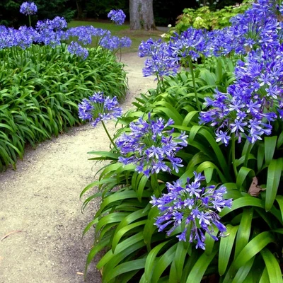 25 Dwarf Blue Lily of The Nile Flower Seeds Agapanthus "Peter Pan" House Plant  - Image 1 of 4