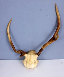 Schönes abnormes Rothirschgeweih Non typical Red Stag Trophy - Picture 1 of 3