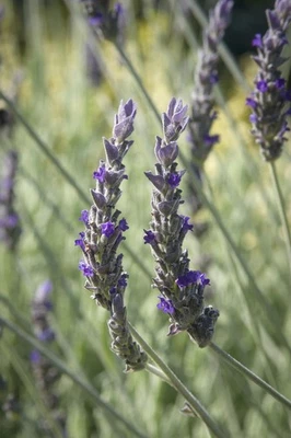 Goodwin Creek French Lavender: Gal sz Evergreen Perennial, Established plant - Image 1 of 4