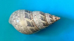 SEASHELL TURBINIDAE PHASIANELLA AUSTRALIS F+++ 60-70 mm - Picture 1 of 10