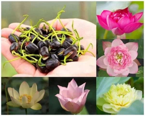 60x Samen Lotus Mix Blumensamen Hand gepflückt Wasserpflanzen Wassergarten - Bild 1 von 12