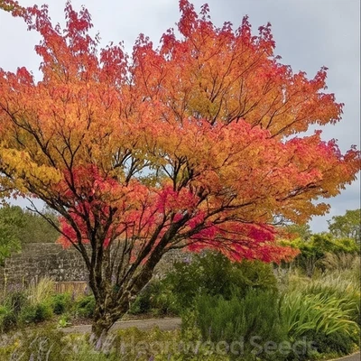 Acer mandshuricum (Manchurian Maple Tree) 5 - 50 Seeds | RARE Garden •Bonsai •UK - Image 1 of 2