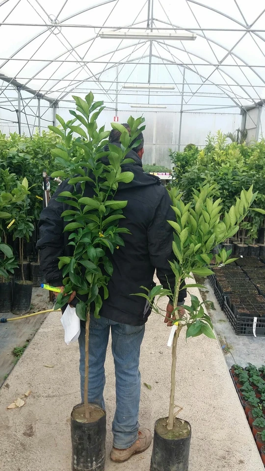 N2 PIANTE DI LIMONE F (1 ZAGARA BIANCA + 1 QUATTRO STAGIONI) CM170 (foto reali)