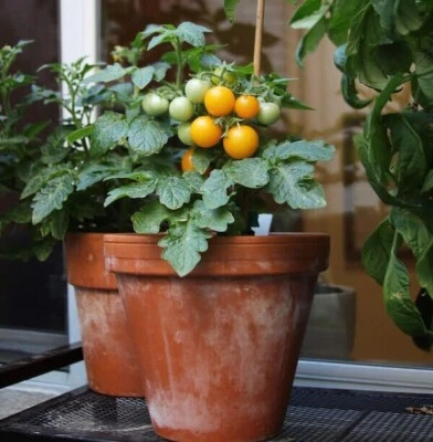 VALLEY VIEW RANCH Orange Hat Yellow or Tiny Tim red - Dwarf Micro Tomato seeds - Heirloom/GMO FREE