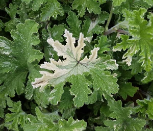 SA Snowflake Rose Scented Pelargonium x 1 Plant -- Variegated --- Geranium - Picture 1 of 5