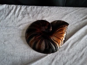 Wand-Deko/neu/Muschel/Metall/braun/gold/Nautilus - Bild 1 von 4