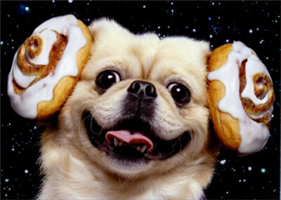 AVANTI PRESS Avanti Dog Cinnamon Buns Funny / Humorous Birthday Card