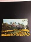 Walt Disney World Postcard - Crystal Palace Restaurant