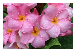 1 talea"di Plumeria "Flamingo " -Cutting" lunga dai 30/50 cm - Imagen 1 de 1