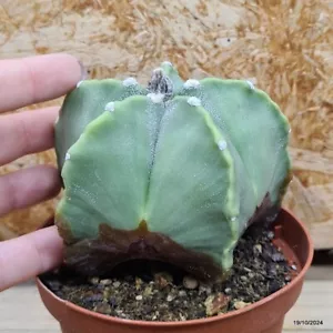Astrophytum myriostigma pentacostatum Vaso 10 cm Cod.1910-22 - Foto 1 di 3