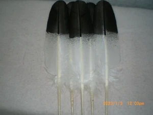 Fan Set, 5 Immature Golden Eagle, Hand Painted - Picture 1 of 1