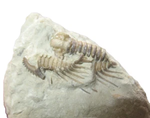 Devonian Kettneraspis williamsi trilobite fossil Haragan Formation Oklahoma #12 - Picture 1 of 5