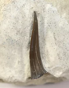Dente di squalo, Carcharias sp., Terziario, Miocene, Grande Pampau, Germania -f742 - Foto 1 di 4