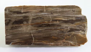 Kieselholz, Sequoioxylon, Tertiär, Oligozän, Tagebau Espenhain, Leipzig, BRD-L90 - Picture 1 of 6