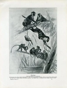 c1900 MARMOSET MONKEYS Antique Litho Print W.Bolsche - Picture 1 of 1
