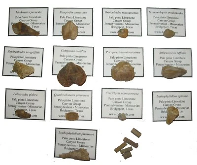 Carboniferous Pennsylvanian Brachiopod fossil collection 14 sp PALO PINTO Texas - Image 1 of 4