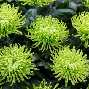 002366A Chrysanthemum Choose green 5 Samen Riesen Chrysantheme Preis 3,75 - Bild 1 von 1