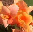2 - Tropical Sunrise Dwarf Canna Lily Flower Bulb Tuber Rhizomes Tropical Beauty