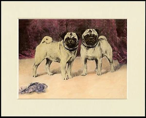 PUG TWO LITTLE DOGS LOVELY DOG PRINT MOUNTED READY TO FRAME - Picture 1 of 1
