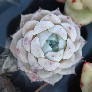 Echeveria white beauty roughly 4cm nice Succulent - Picture 1 of 2